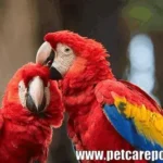 Types of Red Parrots