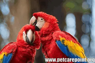 Types of Red Parrots