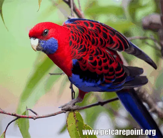 Types of Red Parrots