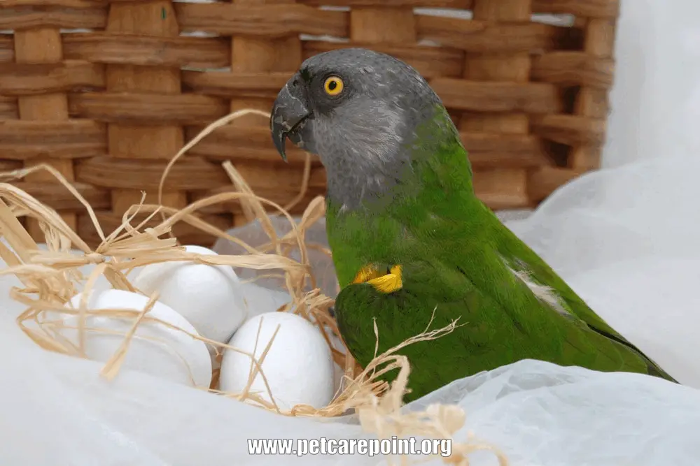 Parrot Egg Laying Symptoms